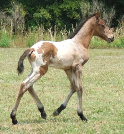 Spanish Jennet - Tiger Horse - Walkaloosa Gelding